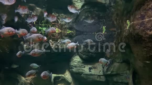 许多红腹食人鱼亚马逊的危险捕食者学校也被称为红食人鱼皮果心动物视频的预览图