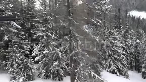 看着从滑雪椅上看到的树木上山就像在森林附近飞翔视频的预览图