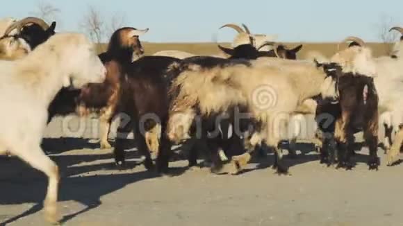 许多山羊在尘土飞扬的田野里视频的预览图