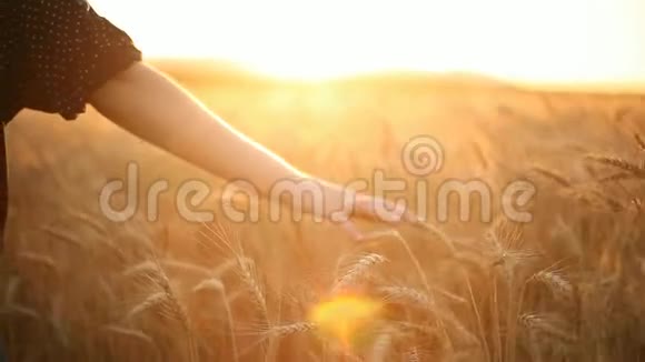 手在摸移动的小麦视频的预览图