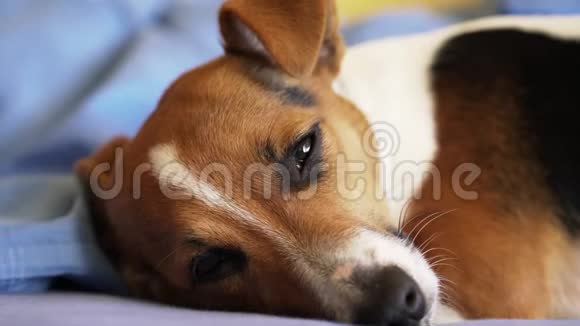 小杰克罗素猎犬在睡觉细节在她的眼睛瞬间睁开视频的预览图