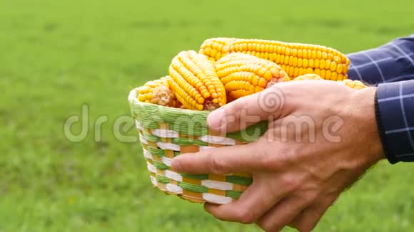 农夫拿着一篮子成熟的玉米背景是一片绿色的田野特写农业综合企业生态生产视频的预览图