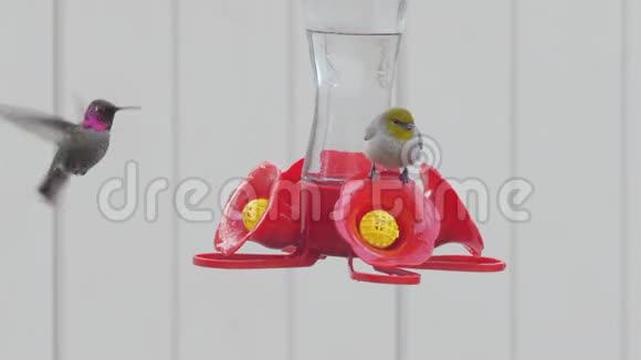 户外喂食器上的鸟和蜂鸟视频的预览图