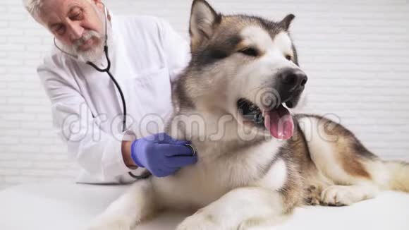 男性兽医用听诊器检查大灰狗视频的预览图