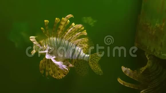 热带珊瑚礁鱼类白狮子鱼水游泳视频的预览图