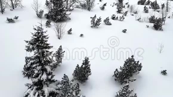 从滑雪椅上飞过生长在雪景中的小针叶树爬上山顶视频的预览图