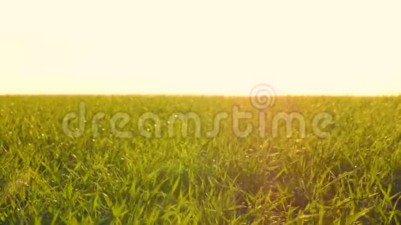 青麦草在田间特写美丽的风景农业的概念视频的预览图