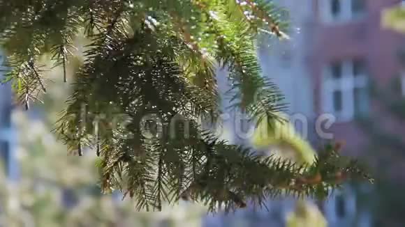 松树树枝被阳光照亮以背景为基础夏日时光视频的预览图