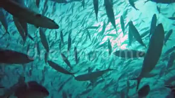 轻浮的海洋中巨大的梭鱼和鲭鱼群视频的预览图