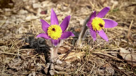 阳光明媚两朵紫色的帕斯克花大生长在干草中静态拍摄只有虫子在后面的植物上移动视频的预览图