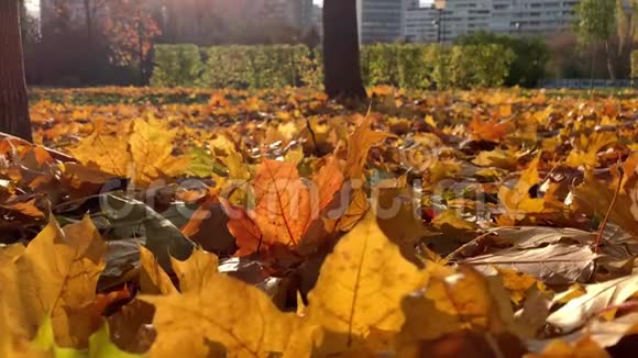 美丽多彩的科尔顿秋天的枫树在阳光下躺在地上随风而动现代的城市视频的预览图