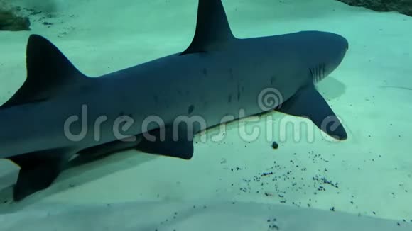 白尖的暗礁鲨鱼托里亚尼诺托贝斯栖息在沙底视频的预览图