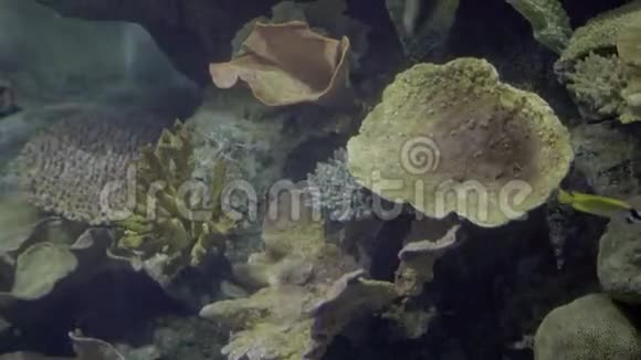 海底五颜六色的珊瑚礁和热带鱼类游泳有趣视频的预览图