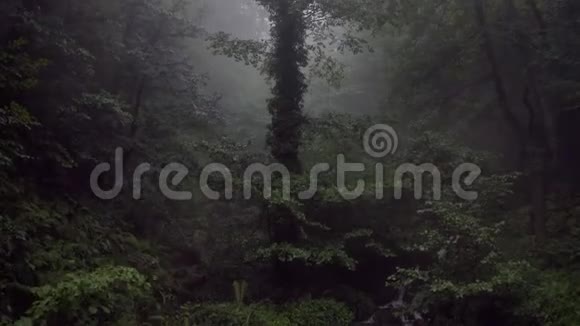 夏雨后奇妙的绿色森林山河在朦胧的森林中流淌视频的预览图