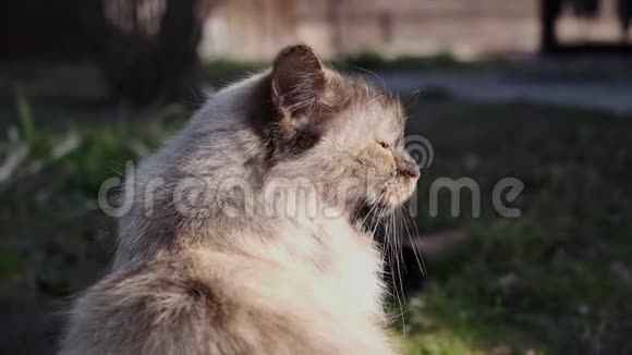 猫在户外放松视频的预览图