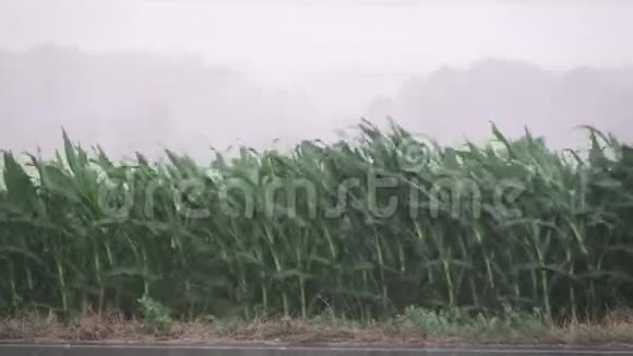 大雨和风吹着一片玉米地视频的预览图