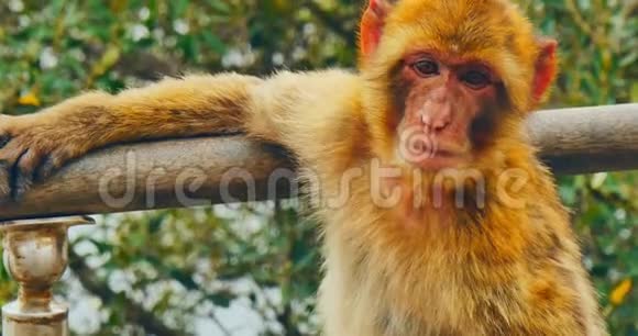 巴伯里猕猴的脸视频的预览图