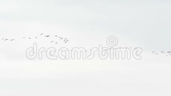 一群鹅鸟飞向天空德国秋季鸟类迁徙视频的预览图