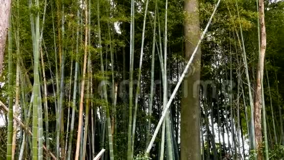 潘过竹树视频的预览图
