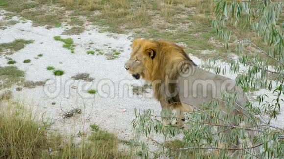 动物园里有一头红色鬃毛的狮子视频的预览图