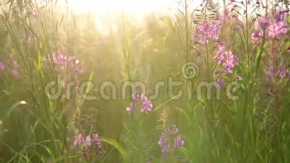 日落时美丽的野草和鲜花景色视频的预览图