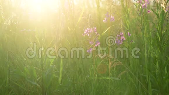 日落时美丽的野草和鲜花景色视频的预览图