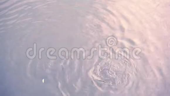 在池塘里觅食的小野生鱼的电影镜头视频的预览图