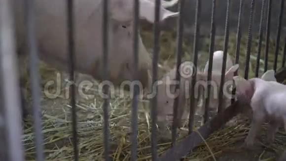 小猪在稻草里和她的母猪玩4K视频的预览图