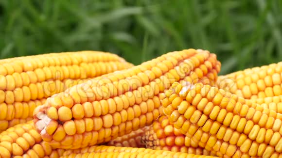 玉米棒特写成熟的玉米放在一个绿色草地背景上的篮子里农业概念生产视频的预览图