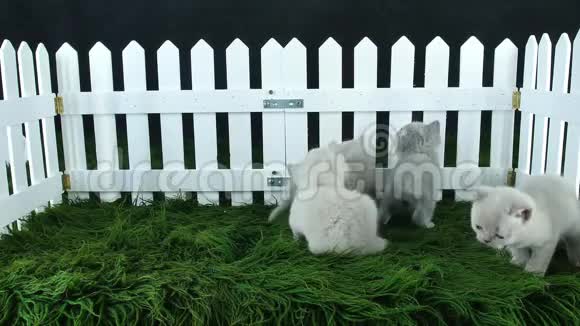 英国短毛小猫在绿色毛毯上玩耍白色篱笆视频的预览图