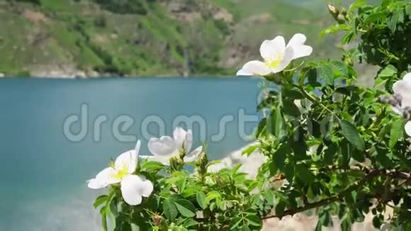 在美丽的山湖背景下美丽的玫瑰花丛在风中摇曳视频的预览图