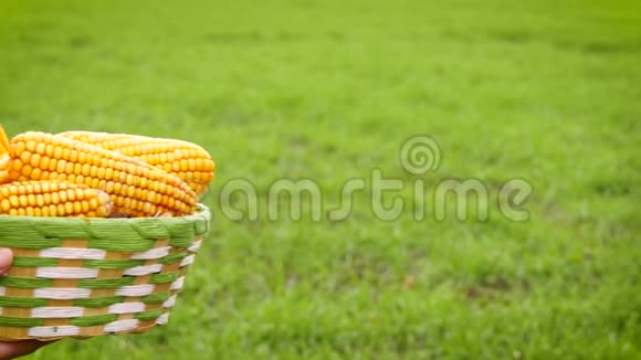 两个农民把一篮子玉米放在一片绿色的田野上农业生物制品作物生产视频的预览图