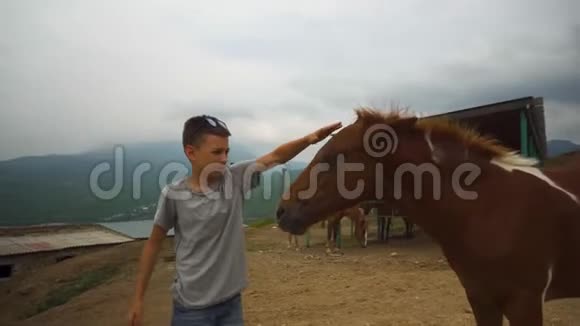 夏天小男孩在农场抚摸棕马视频的预览图