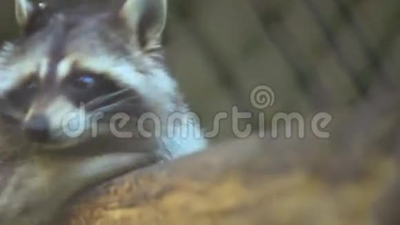 动物园里的浣熊视频的预览图
