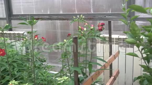 种花生长的温室视频的预览图