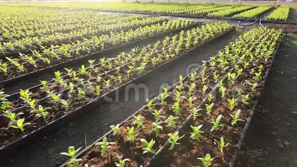 有机蔬菜种植园在晨光中连续4k幼苗用于农业和农业设计用途视频的预览图