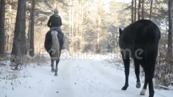 两匹马在小径上视频的预览图