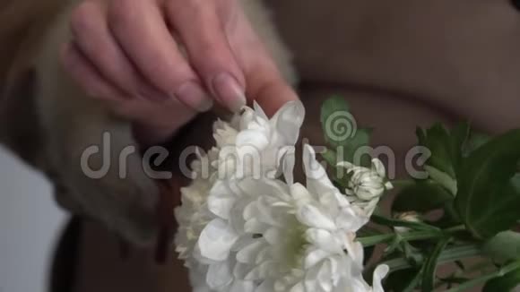 女人手撕下白色菊花的花瓣视频的预览图