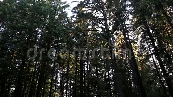 森林的一侧视频的预览图