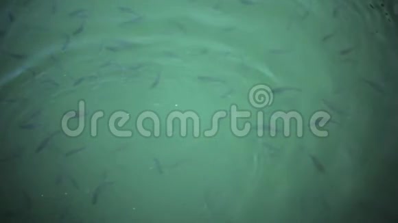 在池塘里觅食的小野生鱼的电影镜头视频的预览图