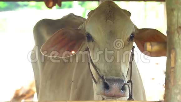 农场里的白牛视频的预览图