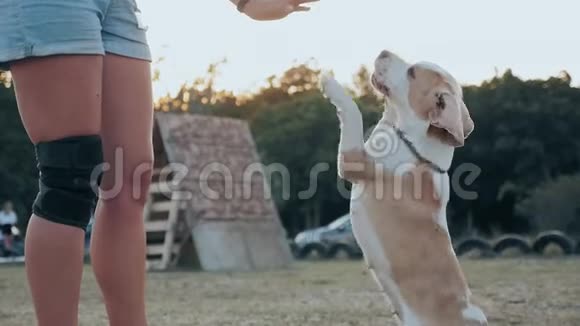 一个年轻的女人在户外玩她的狗比格犬用后腿站起来伸出前爪去摸主人的手视频的预览图