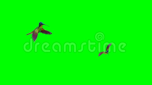 带有绿色屏幕背景的嗡嗡鸟运动图形视频的预览图