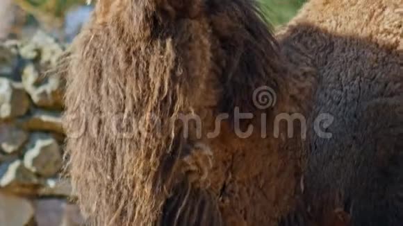 关闭动物园里的骆驼头视频的预览图