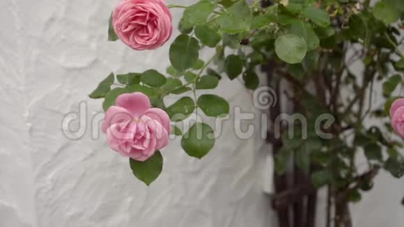 白色墙壁上的粉红色攀爬玫瑰慢动作视频的预览图