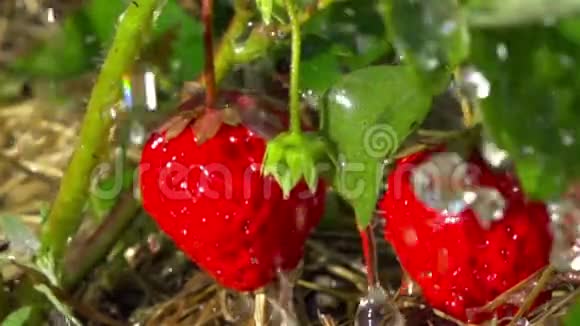 红色草莓和雨滴慢动作视频的预览图