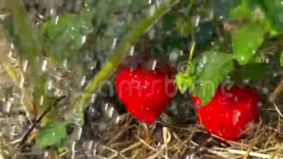 红色草莓和雨滴慢动作视频的预览图