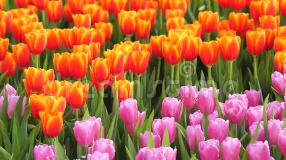 特写一组五颜六色的郁金香一朵美丽而清新的花选择性地聚焦在浅浅的田野深处视频的预览图