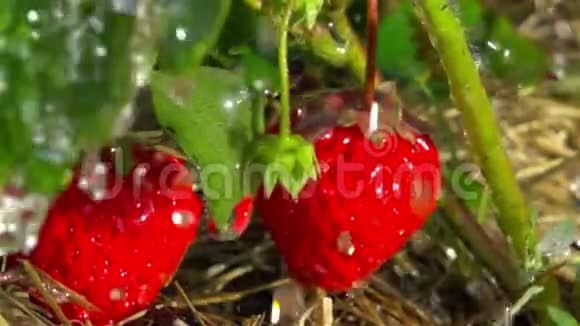 红色草莓和雨滴慢动作视频的预览图