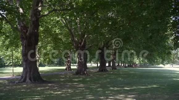 英国阳光明媚的夏日剑桥一条美丽的绿色飞机树小巷视频的预览图